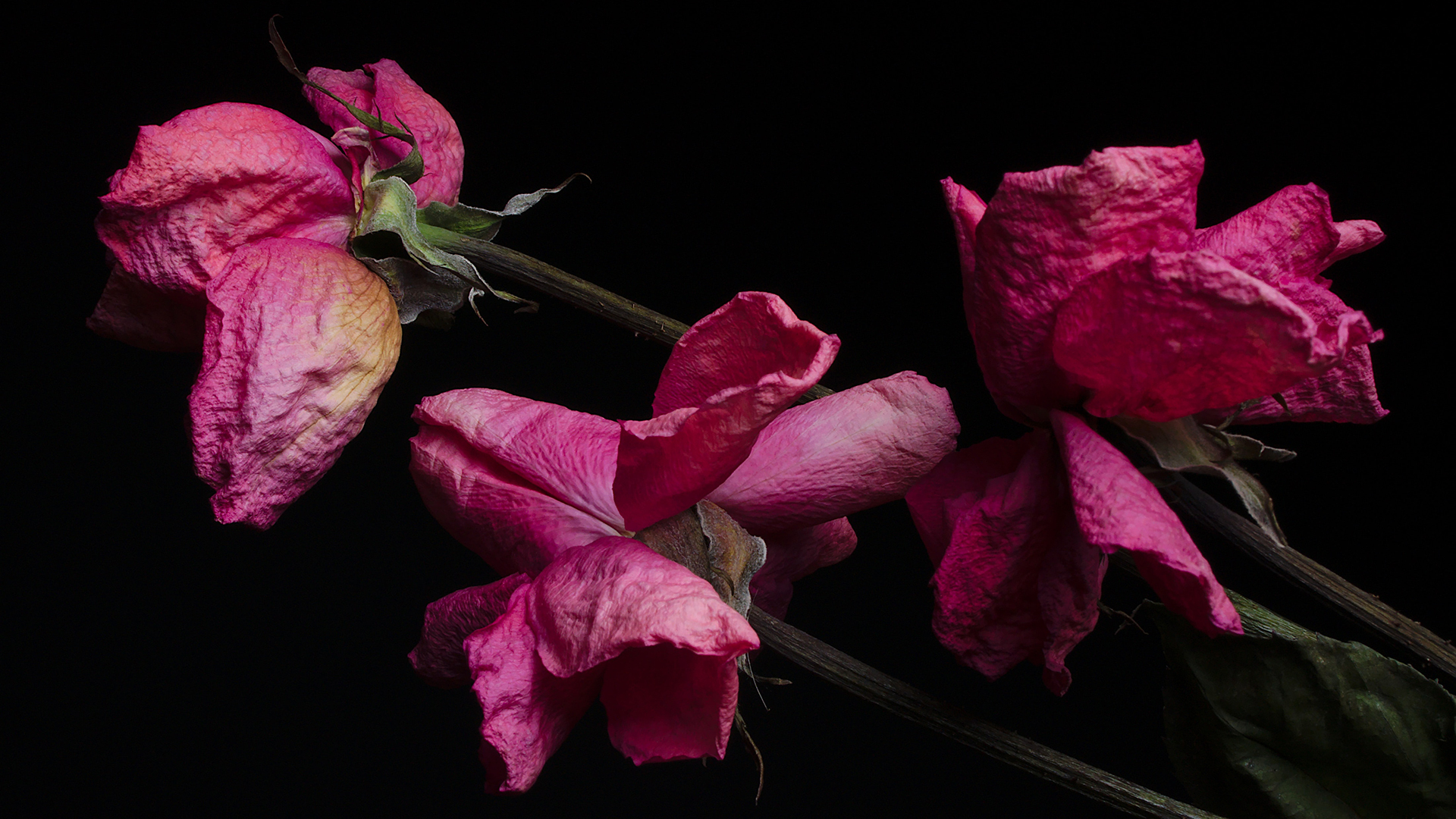 flores secas, lgbtq de volta ao armário