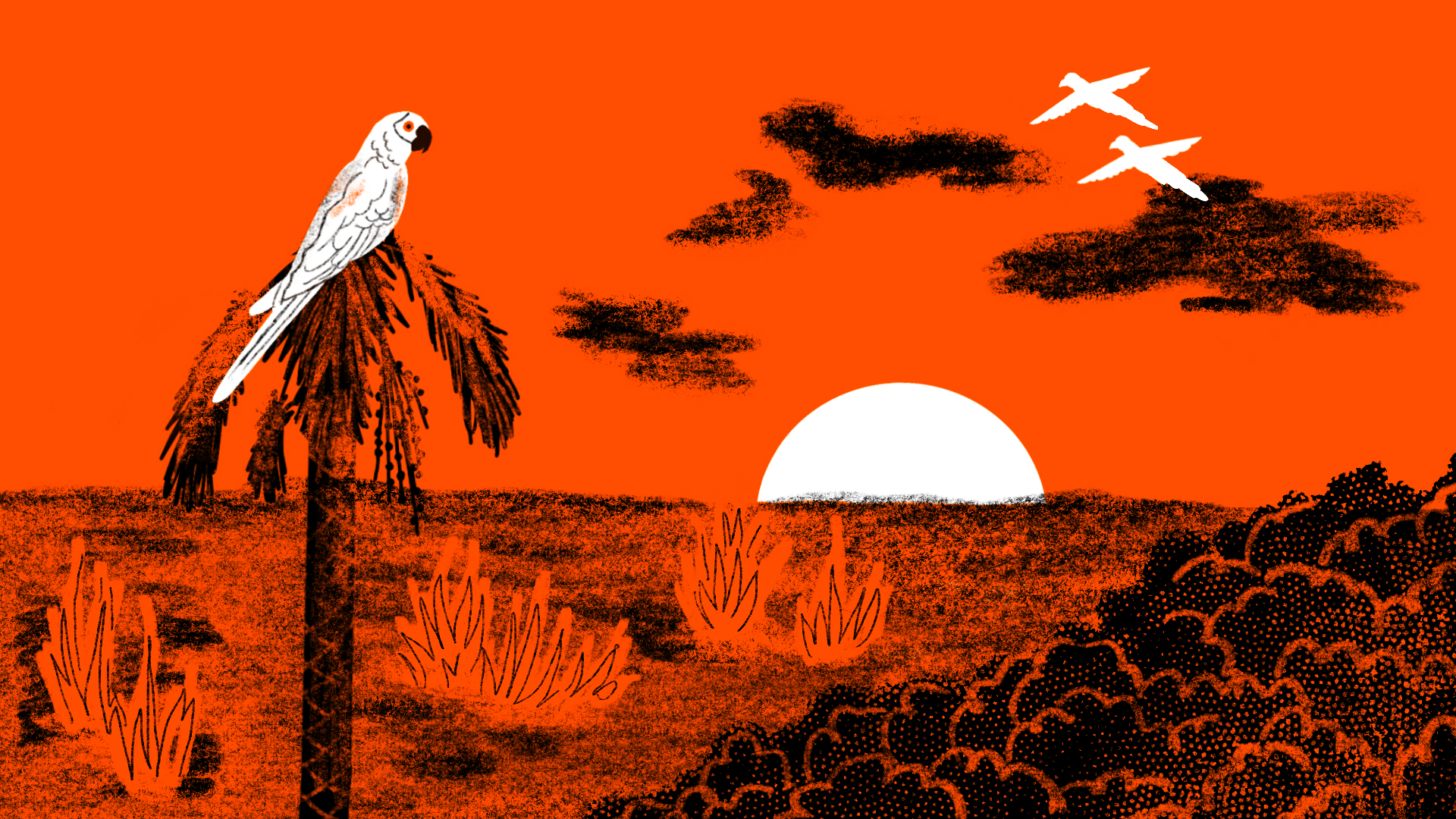 ilustração do por-do-sol no pantanal com as queimadas