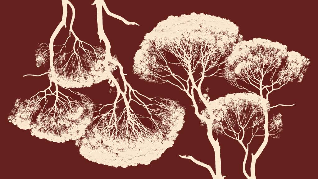 O coração, os sentimentos e a floresta