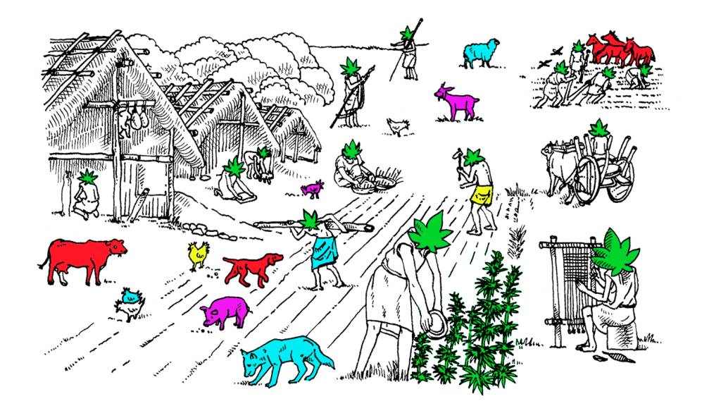 O primeiro haxixe da história